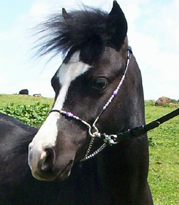 Little Classics Diamonds 'N' Ebony