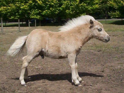 Mica