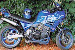 Daytona'ed Tiger