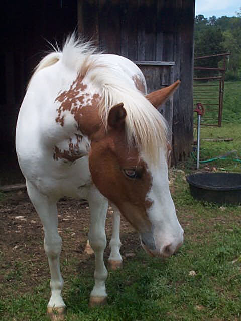 Trixie