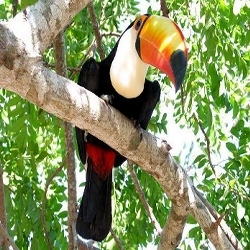 Pantanal - Tucano Tucunu�u em Arvore Cambar�