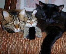 Tyson, Attila,  and Monty