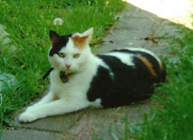Bonnie