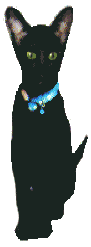 Hi! I'm Cleo! An Ebony Oriental Shorthair cat.