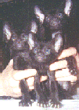 Cleo as a baby with siblings
