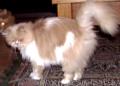 Profile of Fuzz