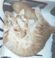 "Nigel" in his lawn chair