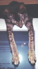 odie4.gif (24268 bytes)