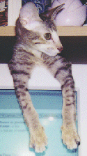 odie6.gif (26457 bytes)