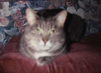 Pollux
