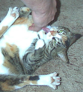 Pokey