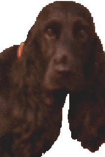 Tascha