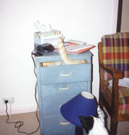 'Dang, I wish I had opposable thumbs. Then I could slam that tail in the drawer.'