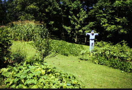 garden1.jpg (31808 bytes)