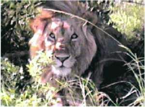 Male Lion