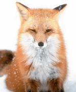 A fox in winter