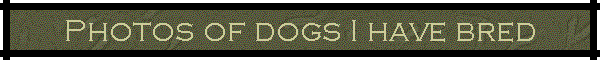 Photos of dogs I have bred