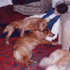 chad+.gif (265752 bytes)