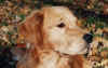 mitch051100.jpg (46115 bytes)
