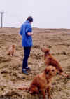 three-dogs.jpg (21219 bytes)