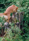 tree-trunk2.jpg (41652 bytes)