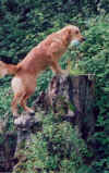 tree-trunk.jpg (35723 bytes)