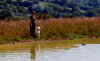 willow-steady.jpg (26628 bytes)