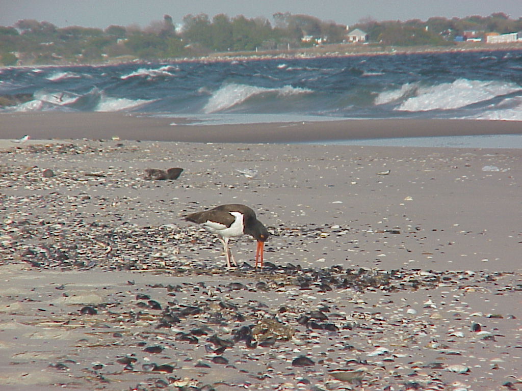 see more pictures and species info