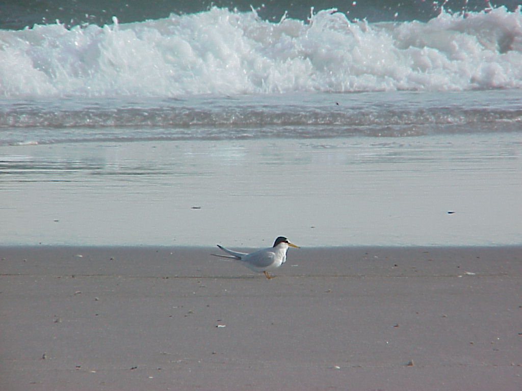 see more pictures and species info
