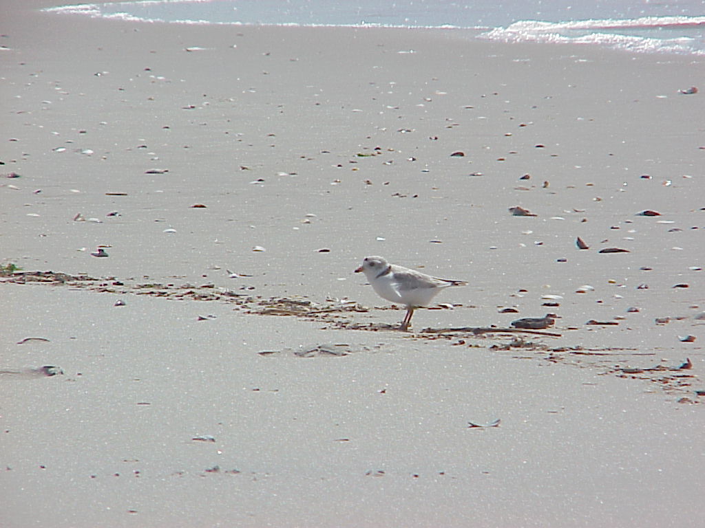 see more pictures and species info