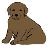 Name Browny,Male, Breed Lab, From Skennel