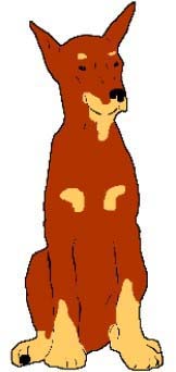 Name: Dobey, Male , Breed : Doberman, From Skennel