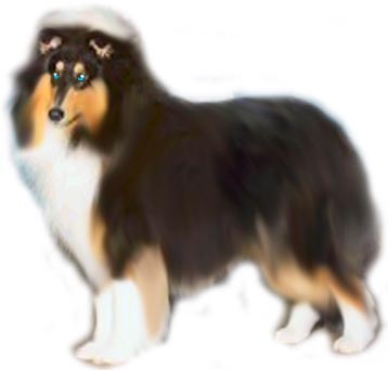 Call Name : Eyes of Ice, Male, Breed: Collie, From Starswept