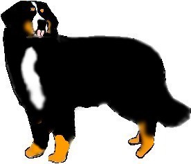 Name: Rocky, Adult, Breed: Berganese Mountain dog. Male, From Skennel