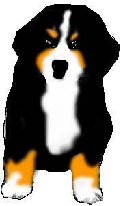 Name: Scooter, Male, Breed: Berganese mountain dog. From Starswept.