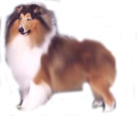 Name: Wildroses. Female,&nbsp; Collie, From ME ! lol