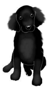 Name: Calvin, Breed Flat coated retrever, Male, From Starswept