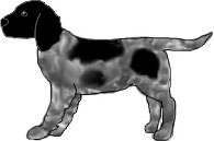 Name: Caroline, Breed ?, female, From starswept.