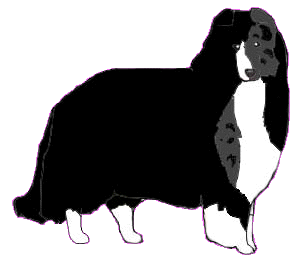Name: Maggie, Breed Border Collie,Female, From Starswept