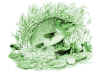 lilly800greenthumb.jpg (47419 bytes)