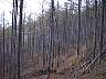7forest.jpg
