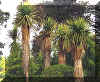 cordyline.jpg (20811 bytes)
