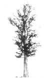 hinipaaka.jpg (57994 bytes)