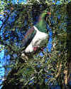 kereru.jpg (66744 bytes)