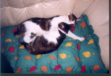 Larger photo.
