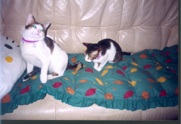 Larger photo.