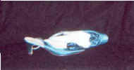 bluesatinshoes.jpg (6397 bytes)