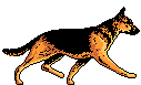 Welcome to EverythingGSD.com - German Shepherd Dog info