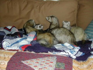 4 Fun Loving Playful Ferrets