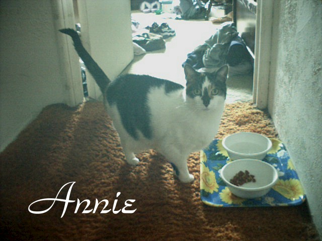 The Family Cat "Annie" she is shy Pretty and Sweet Cat.
